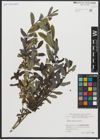 Foto von Salix amplexicaulis Bory